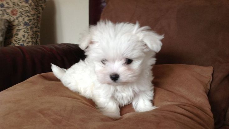 Bichon maltez   ...