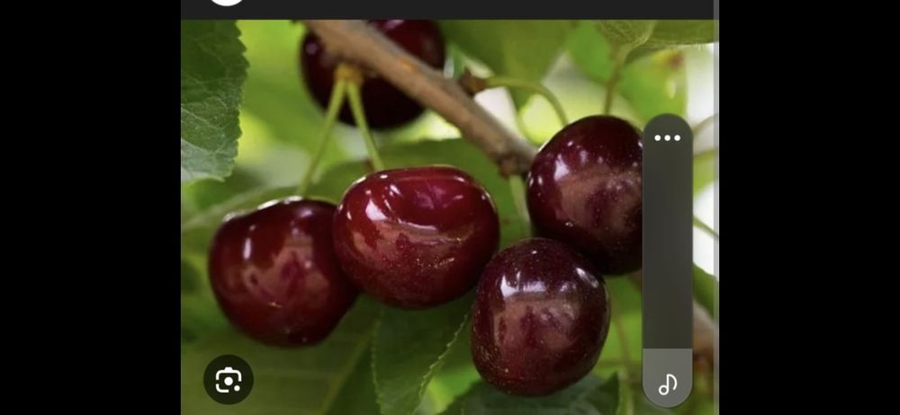 Baloti fan sau lucerna Rotunzi 40.Drept.500;Pomi Aluni Nuc.Castan.Afin