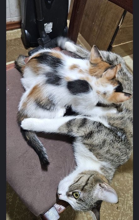 Отдадим  даром котят
