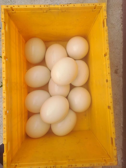 Oua de strut african