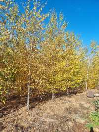 Mesteacan alb ( betula pendula) Platan