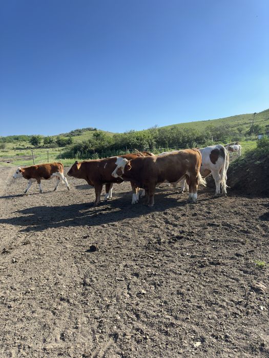 Vaci ,vitei ,junici baltata romaneasca de vanzare