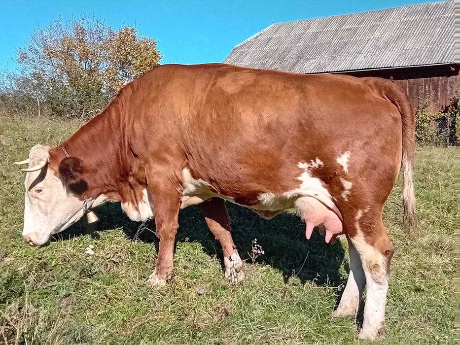 De vânzare vaca cu vitel