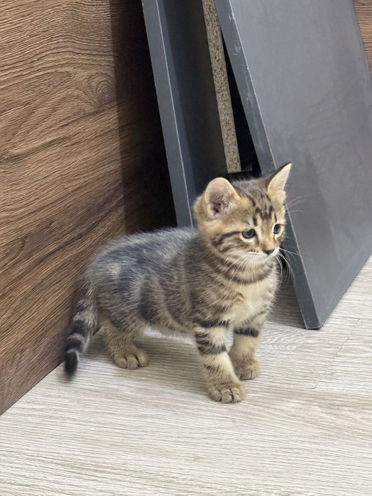 Пристраиваю котят