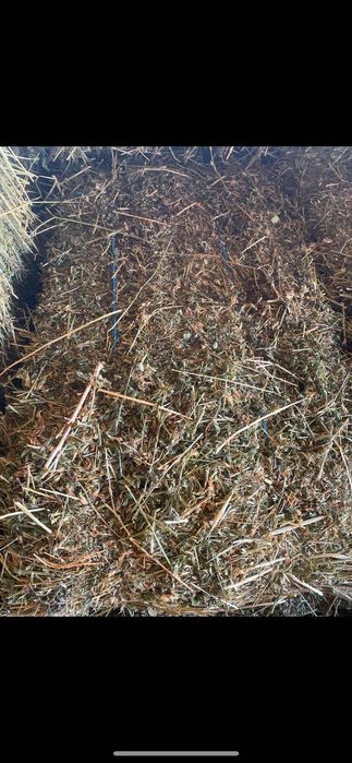 Vănd Baloti de lucernă dreptunghiulari