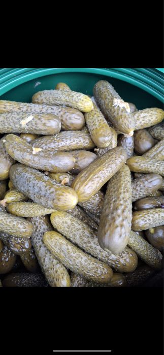 Castraveti in saramura/ castraveti murati !