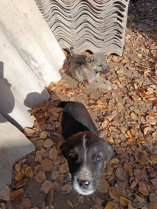 Ищем добрых хозяев!