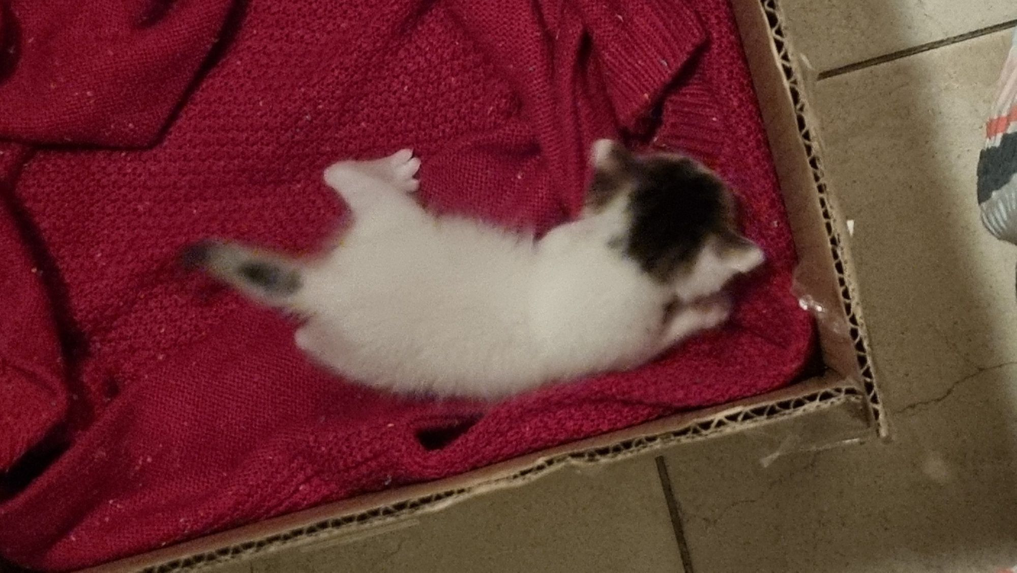 Котка малка улична