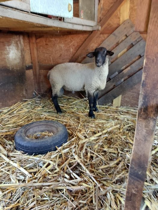 Berbec suffolk de 1 an