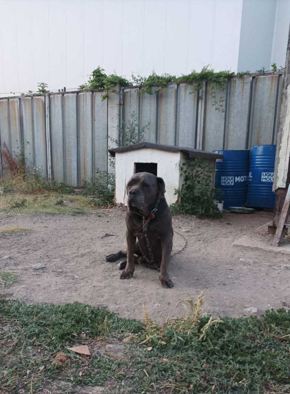 Продавам Кане Корсо