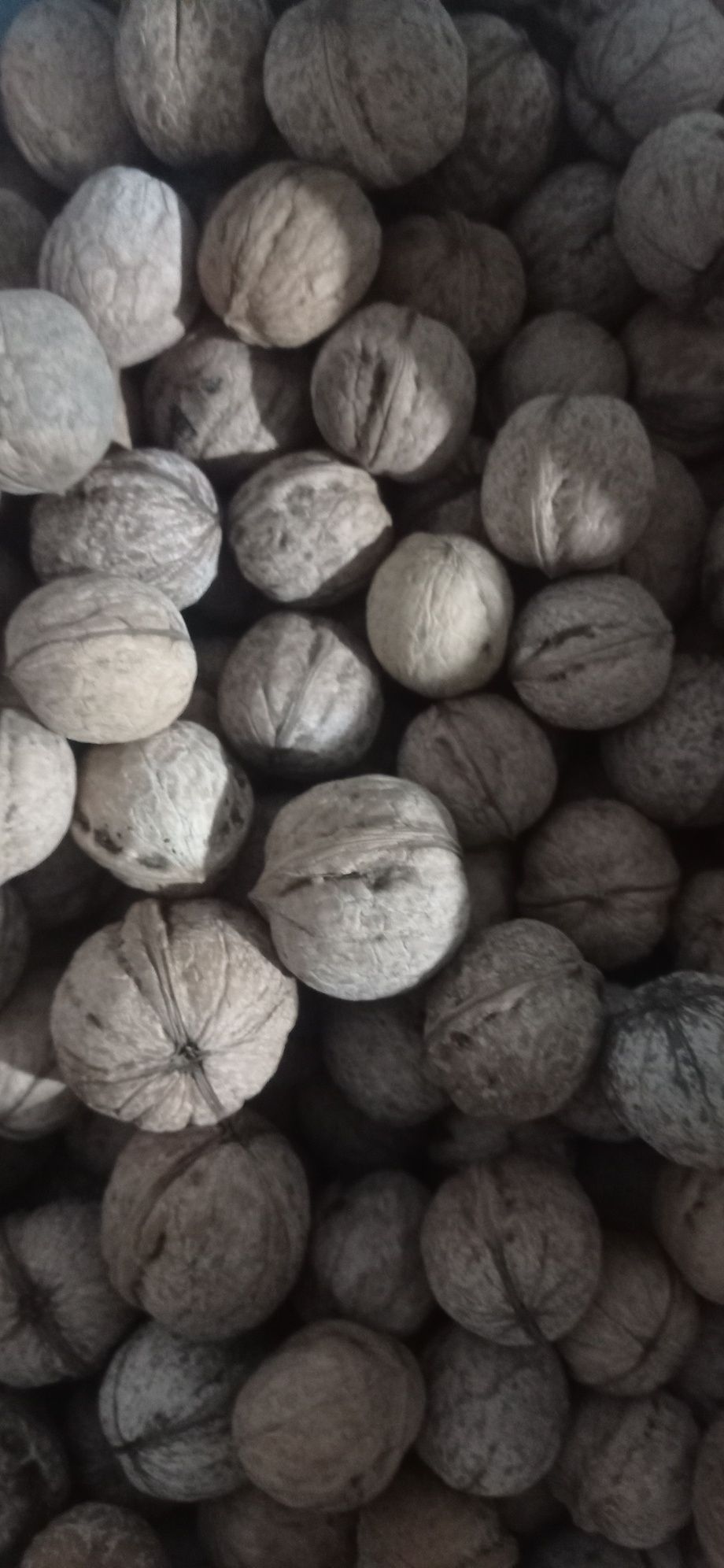 продаем вкусные, свежие орехи кг. по 20 000 сум.