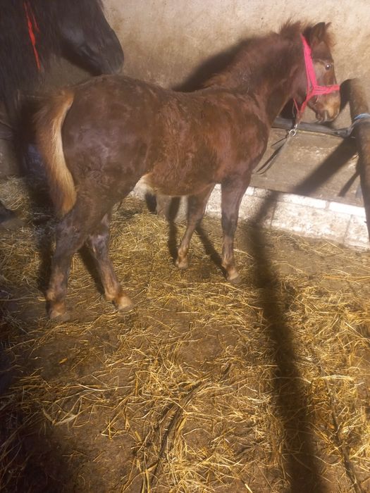 Vând cârlan de 5 luni forte frumos