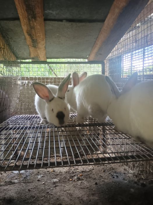 Vând iepuri californieni.