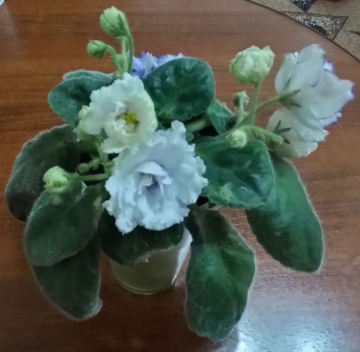 Продам домашние цветы