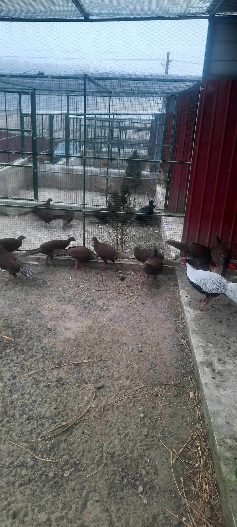 Fazani exotici si rațe