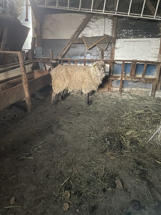 Vand oaie pentru sacrificat