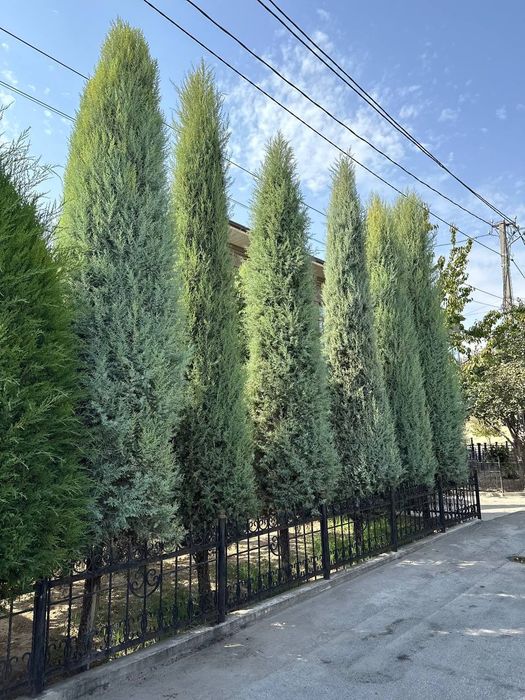 Арча сотилади оригинал