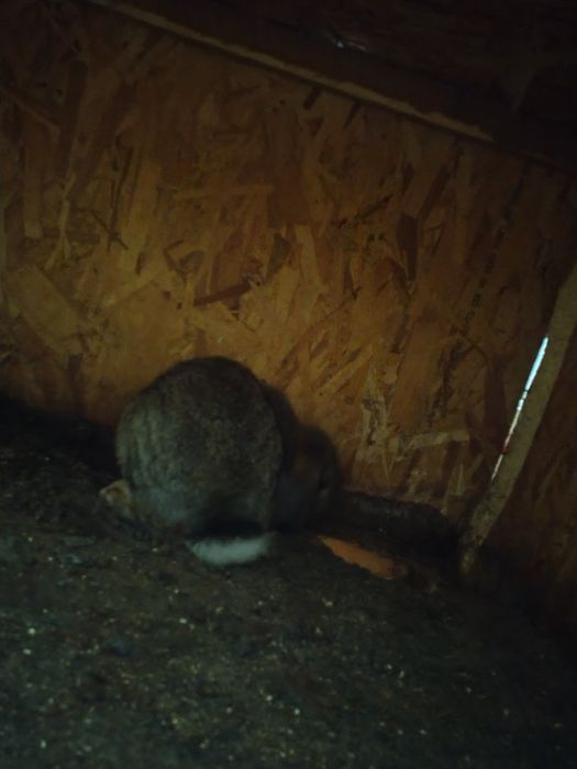 De vînzare berbec german