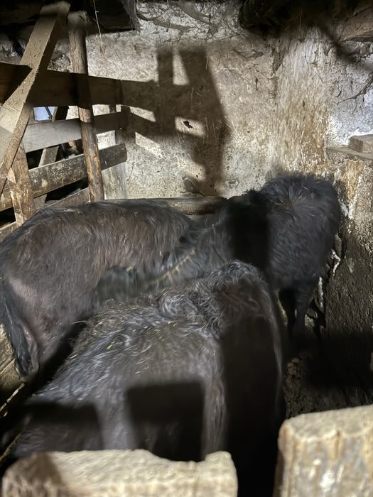 Vând viței de bivoliță