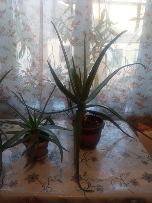 Цветы комнатные алоэ Вера, Золотой ус, алоэ, индийский лук