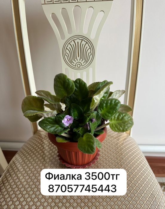 Комнатные цветы гулдер фиялка