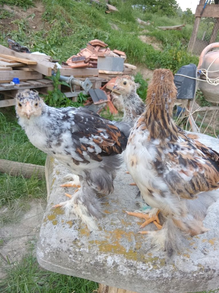 Pui brahma porțelan și bobat