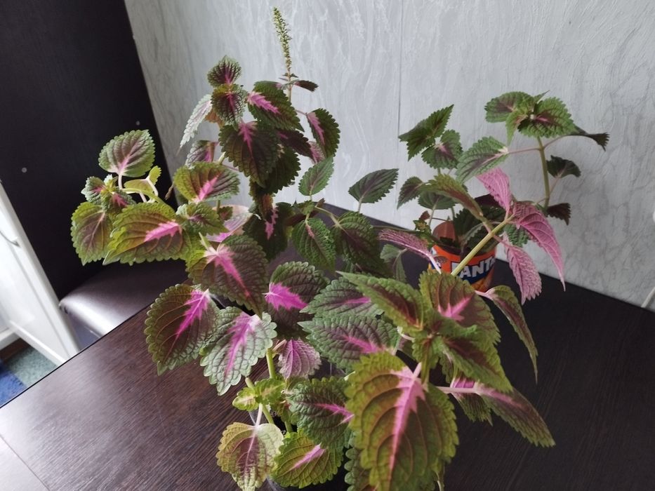 Колеус цветущий сиреневые цветы.