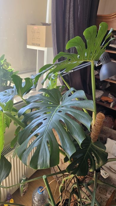 Monstera deliciosa matură 

Vând Monstera de