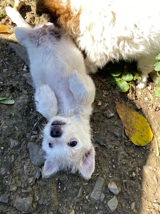 ADOPȚIE pui 4 luni