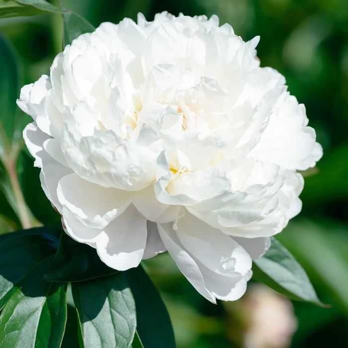 Rizomi ( bulbi) de Bujor Nobil Gigant, pt plantat, Alb, Roz, Rosu