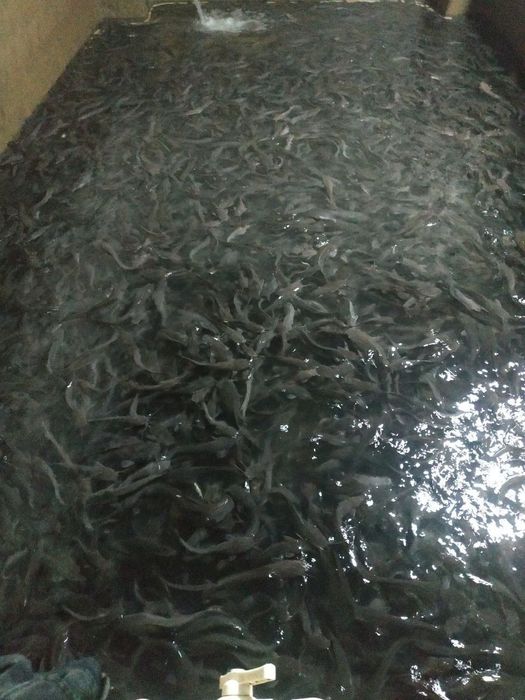 Участок. Рыбхоз.Зангиота Буз Сув 20 соток