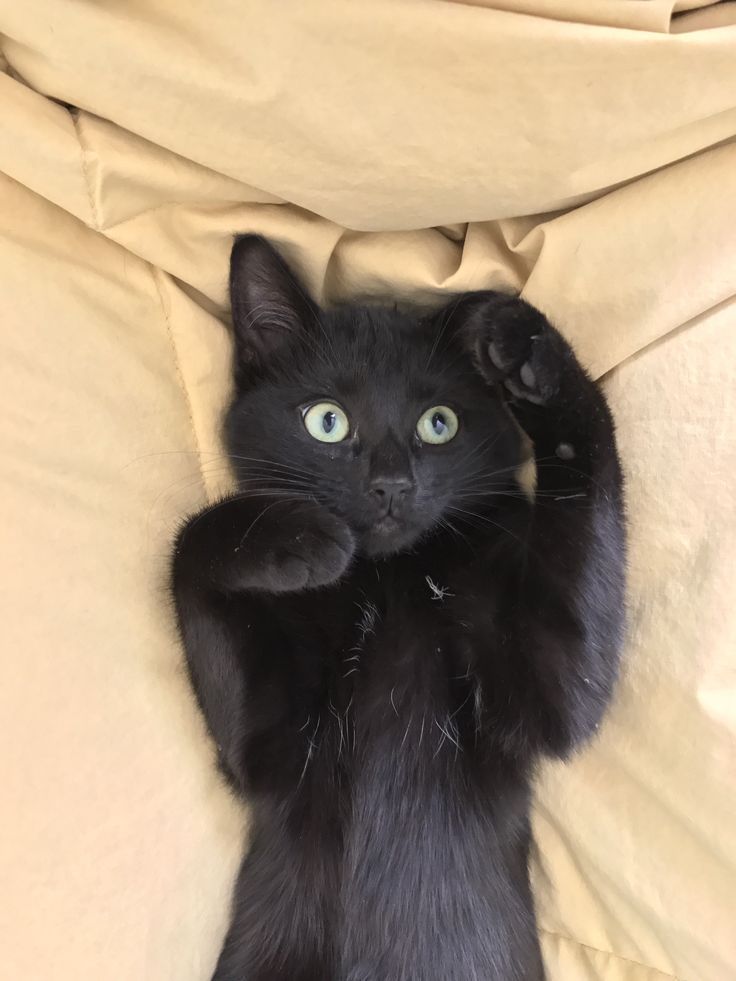 Кошка котенок