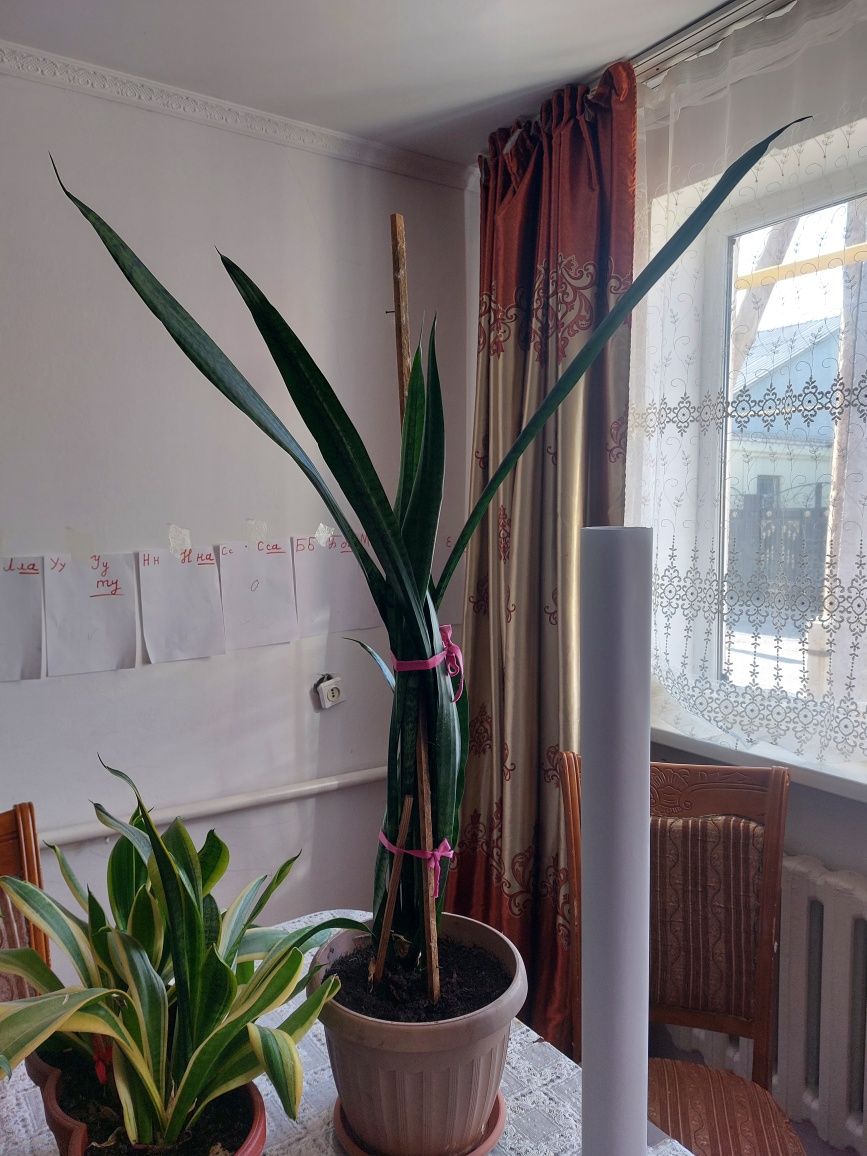 Цветы Sansevieria Zeylanica (Сансевиерия Зейланика