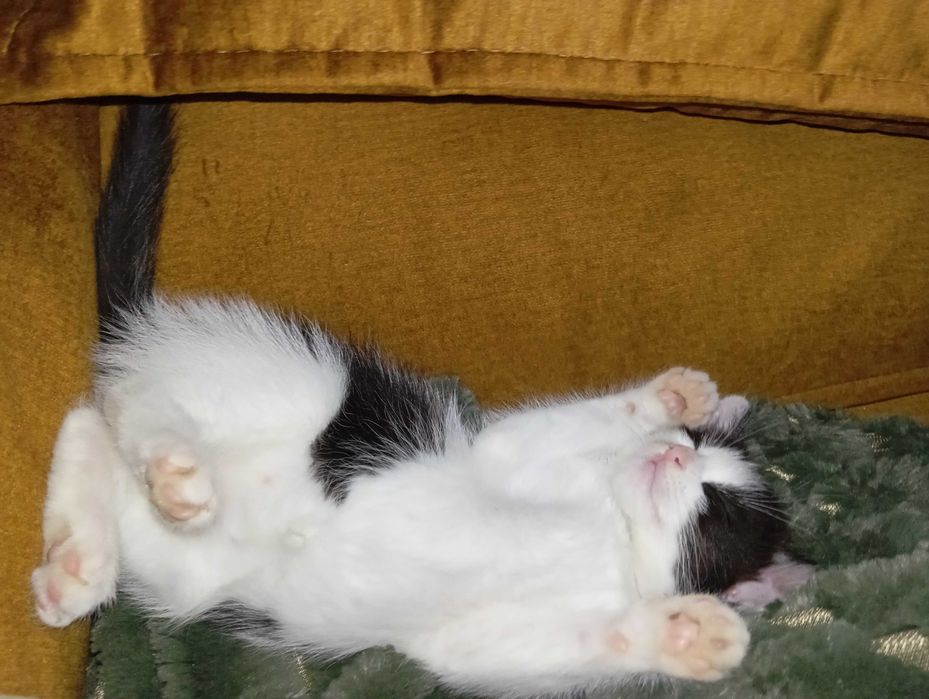 Cat sitter/foster/pet sitter pt vacanta/concedii