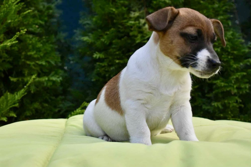 Джак ръсел териер