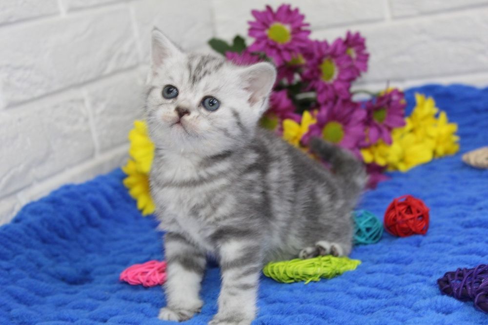 Шотландские котята, яркий мраморный окрас