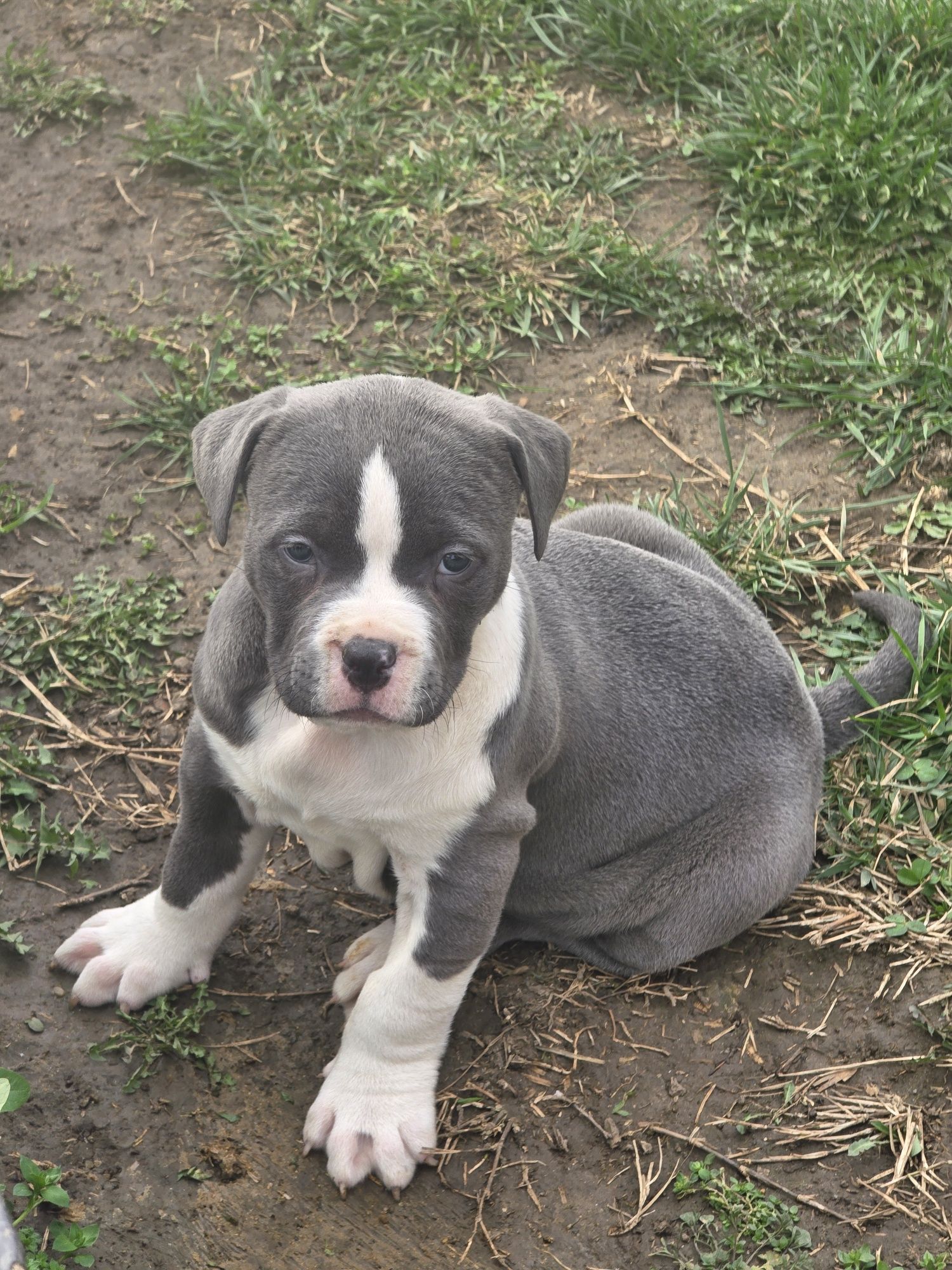 American Staffordshire Terrier (AmStaff