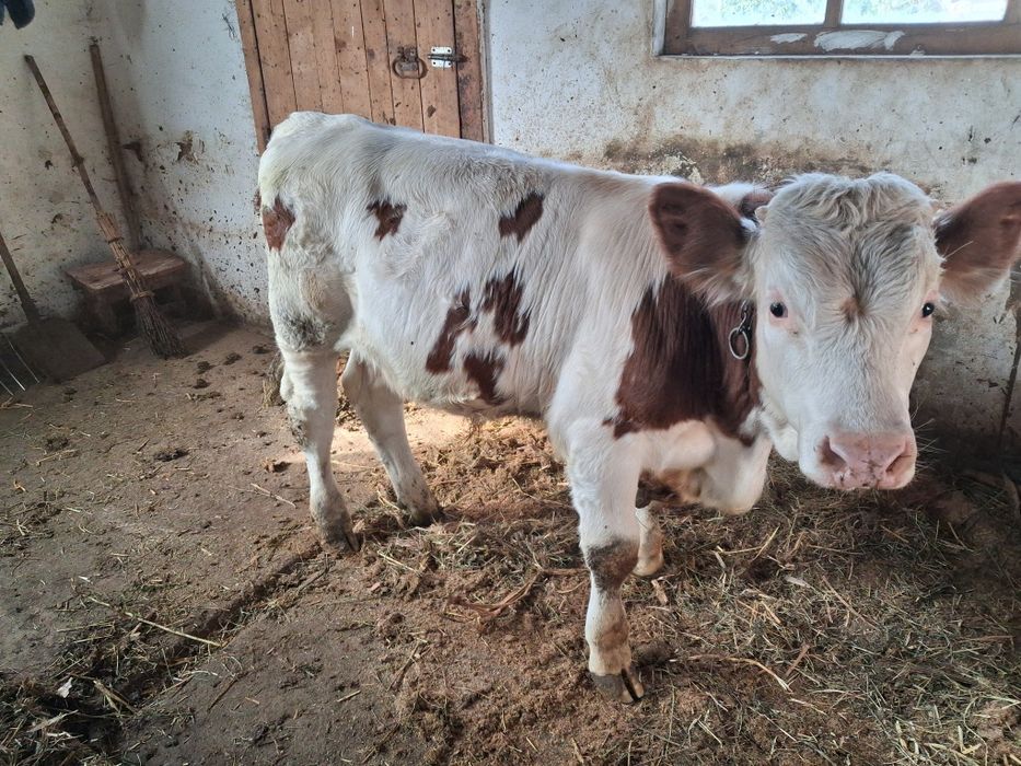 Vițel de vanzare