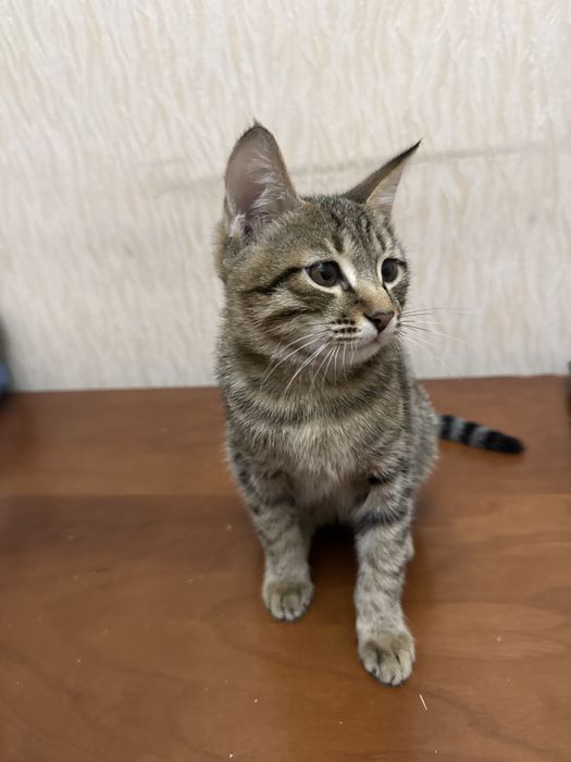 Котята отдам в хорошие руки