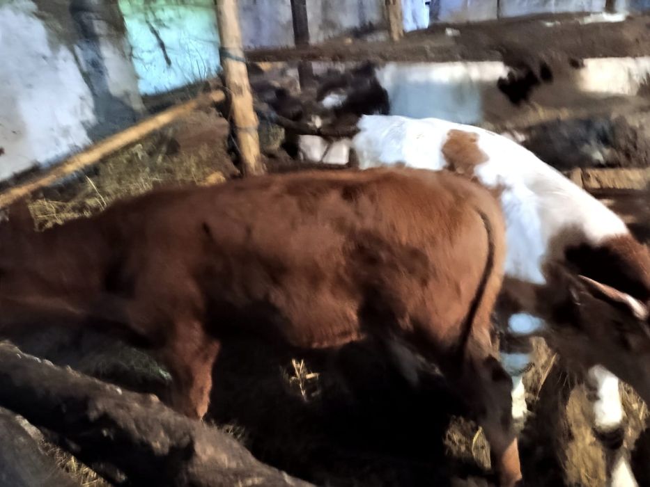 Vitei bălțată și angus
