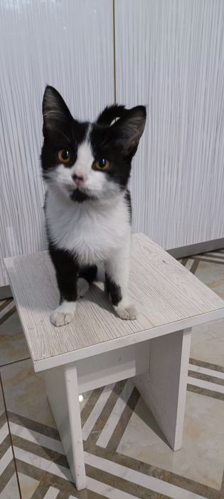 котенок мальчик 2.5 мес