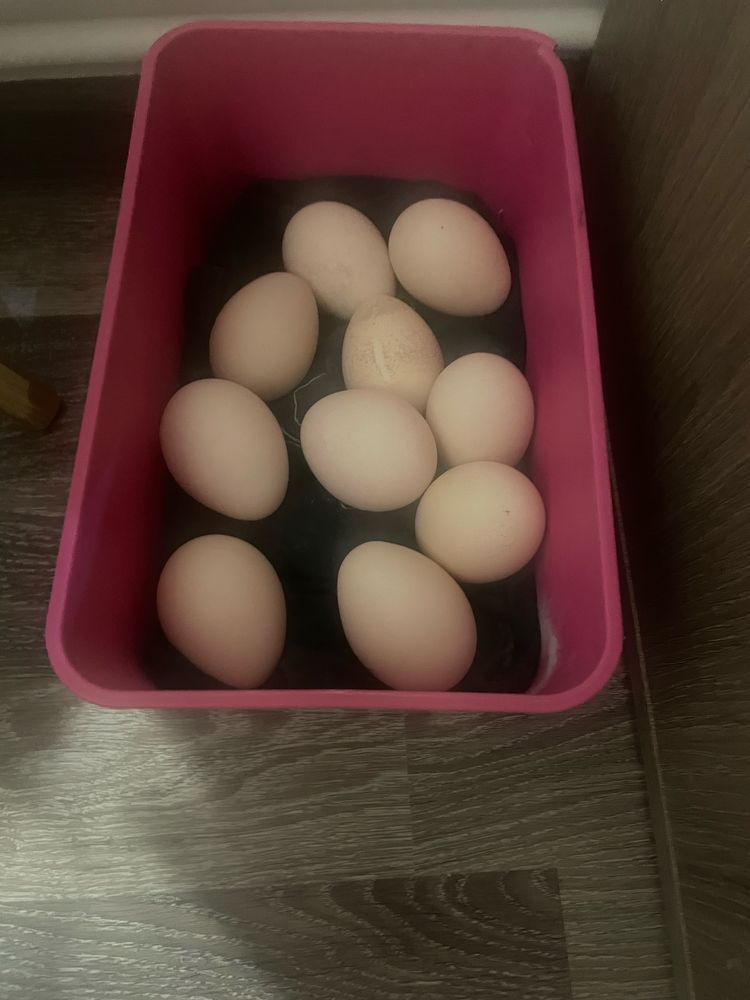 Ouă de păuni standard, umăr negru, albi