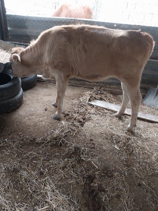 Бұзау сатылады ұрғашы