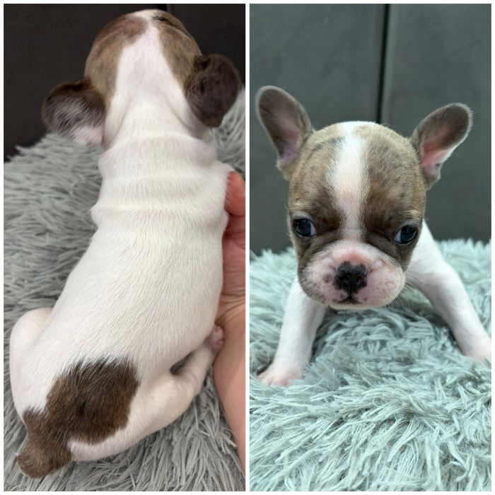 Френски булдог/малки кученца