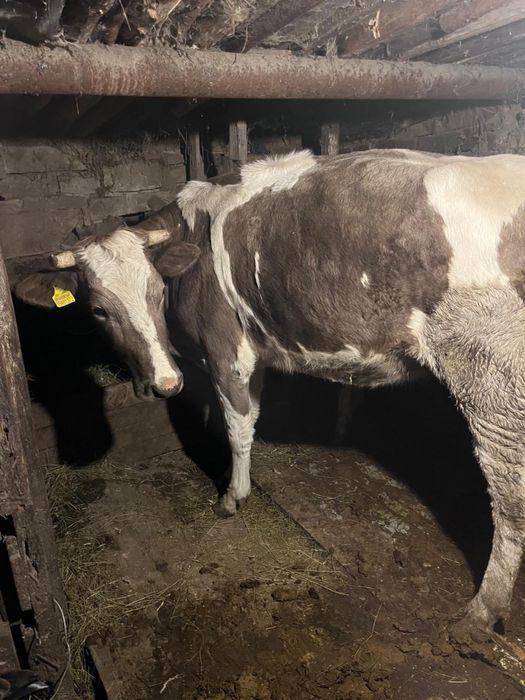 КРС 2 стельные головы