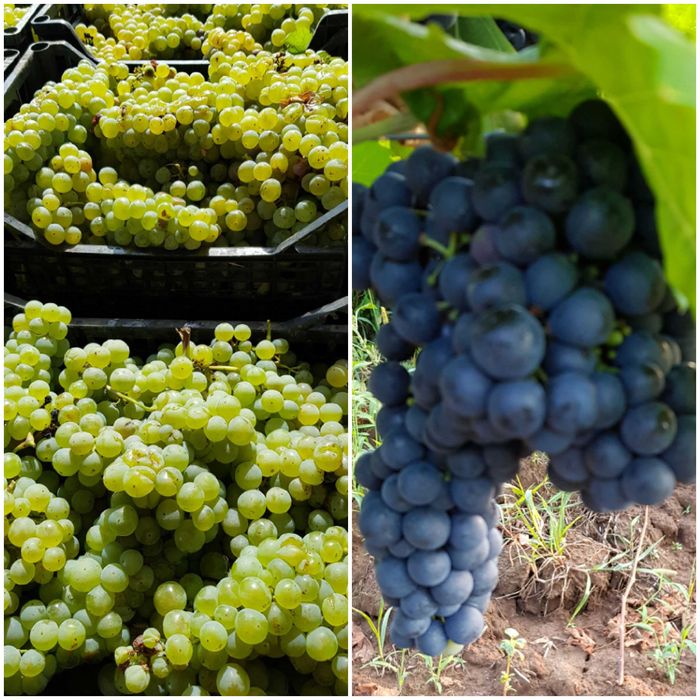 Struguri albi si rosii pentru vin