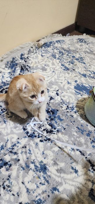 Koshka malchik shustrik