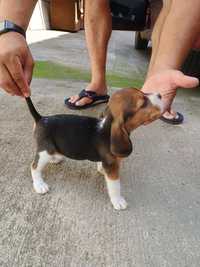Cățelușe beagle 9 săptămâni
