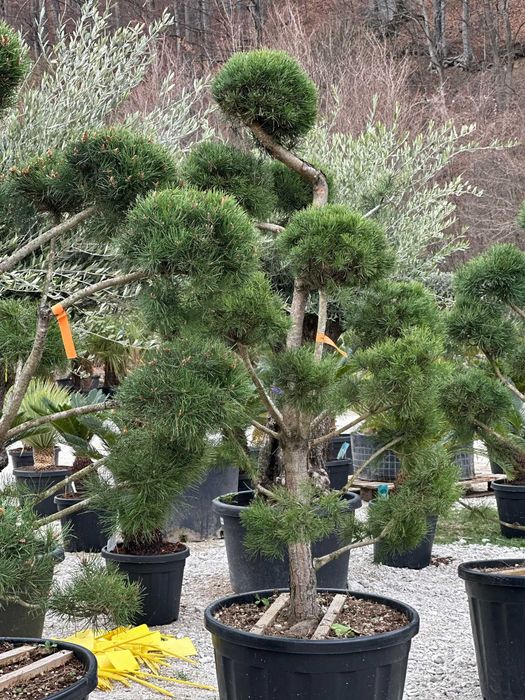 Plante Unice pentru Proiecte de Peisagistică Deosebite