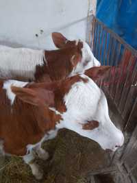 Vând vitele baltate intarcate